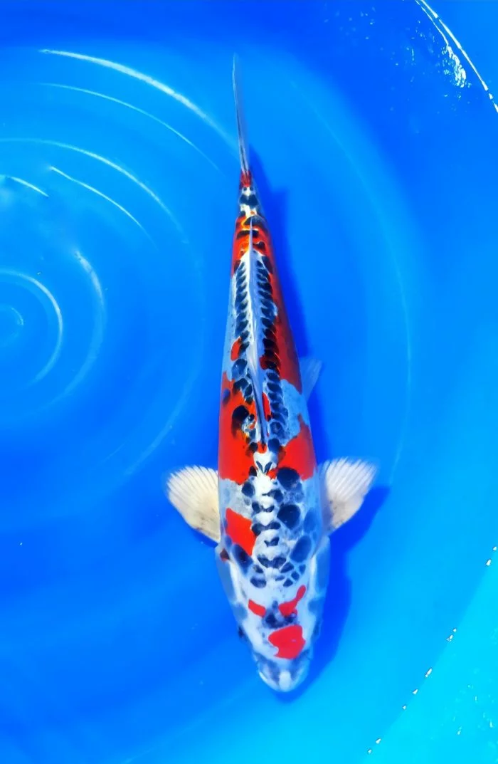 Carpe koi nissai Beni kikokyryu 1