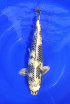 Kin Ki utsuri
