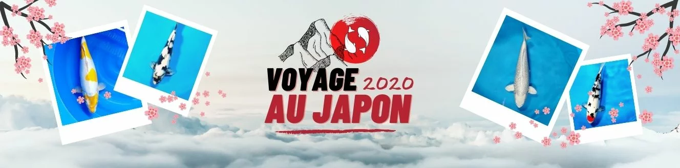 Voyage au Japon 2020 - sélection de koï