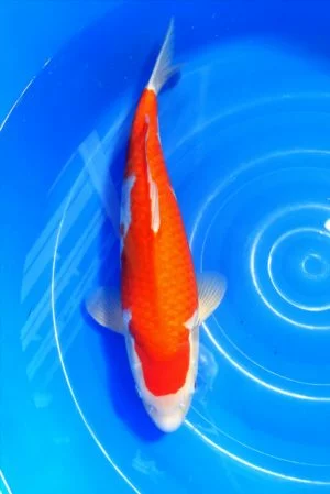 Carpe koi Kohaku Maruhide 1