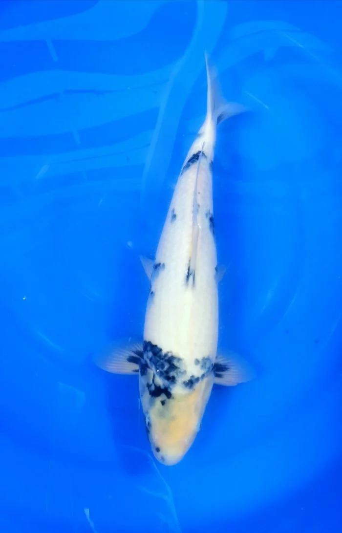 Carpe koi nissai shiro utsuri