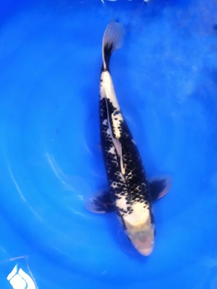 Carpe koi nissai matsukawabake 2