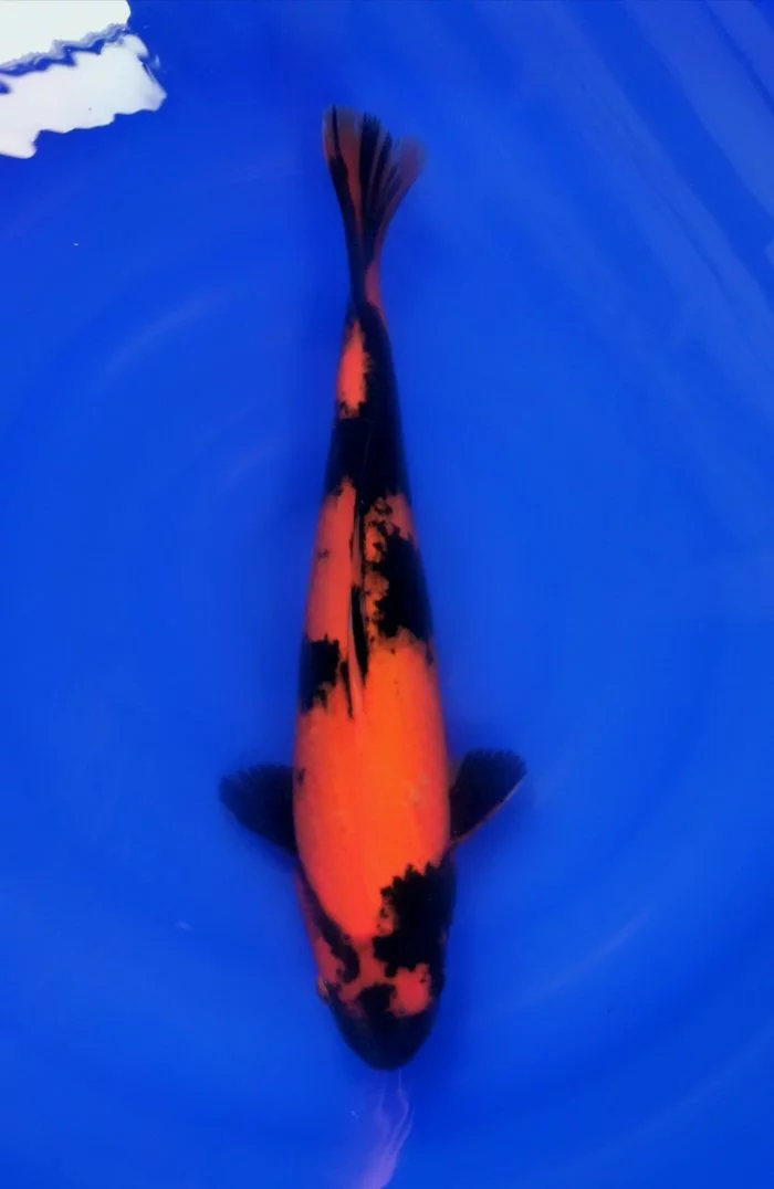 carpe-koi-nissai-hi-utsuri-2