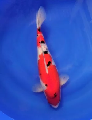 Carpe koi sansai sanke 1