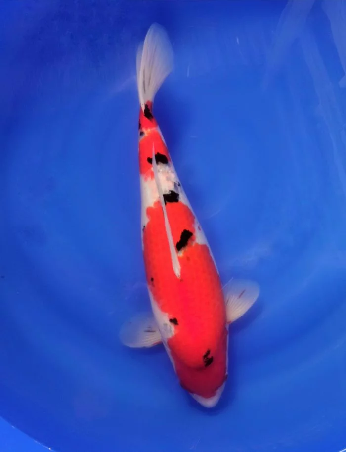 Carpe koi sansai sanke 1