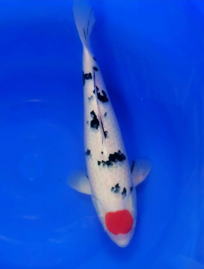 Carpe koi nissai tancho sanke