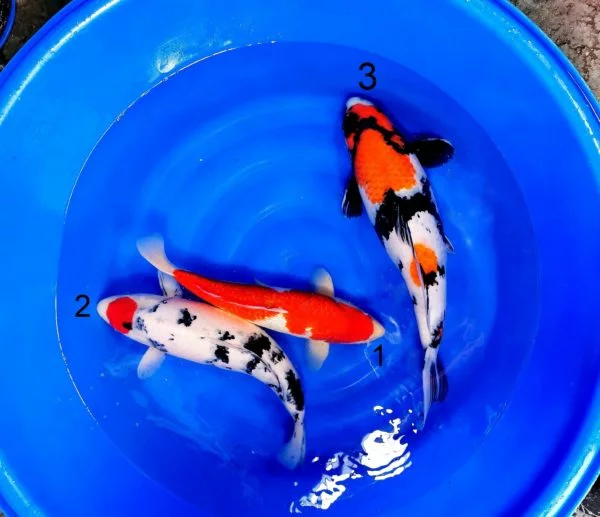 Carpe koi nisai tancho showa, ginrin kohaku et showa