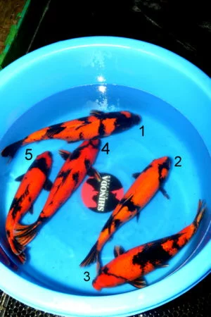 Vente De Carpe Koi Du Japon A La Pisciculture De Saint Morat