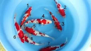 Carpe koi showa nisai Oyaji