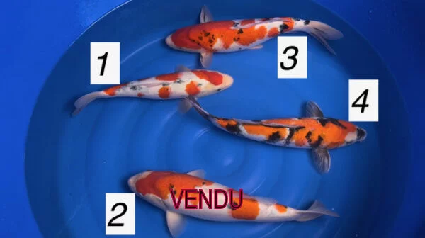 Carpe koi nisai NND