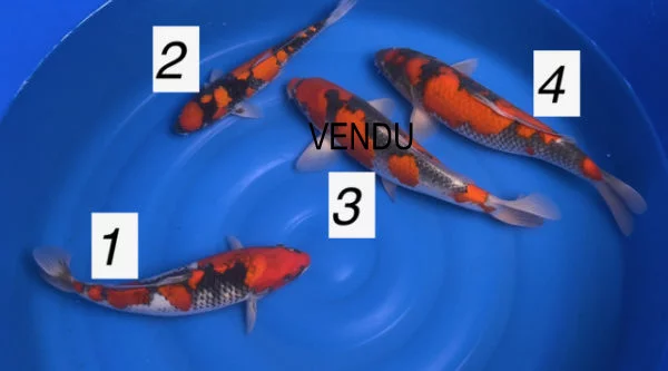 Carpe koi goshiki Minuma