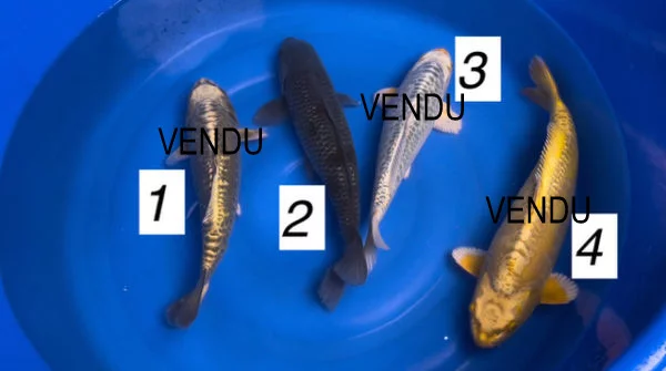 Carpe koi nisai Aragoke