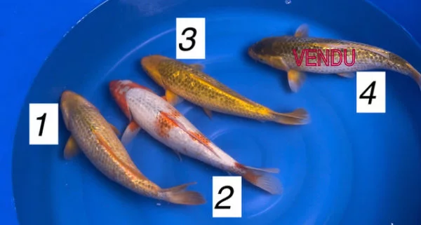 Carpe koi nisai golden