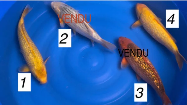 Carpe koi golden corn 2