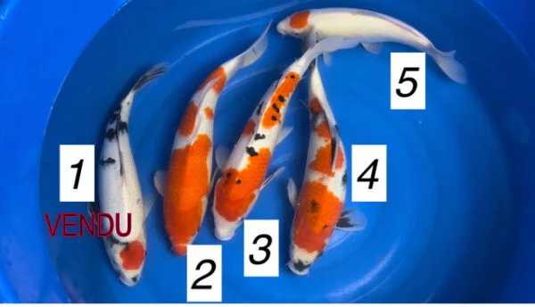 Carpe koi tancho showa