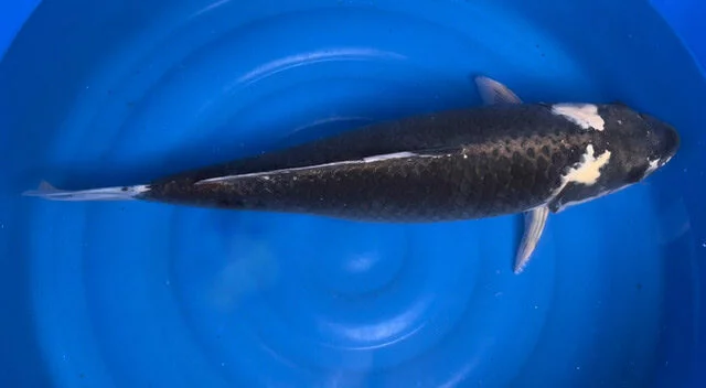 Carpe koi yonsai kawarigoi Marusei
