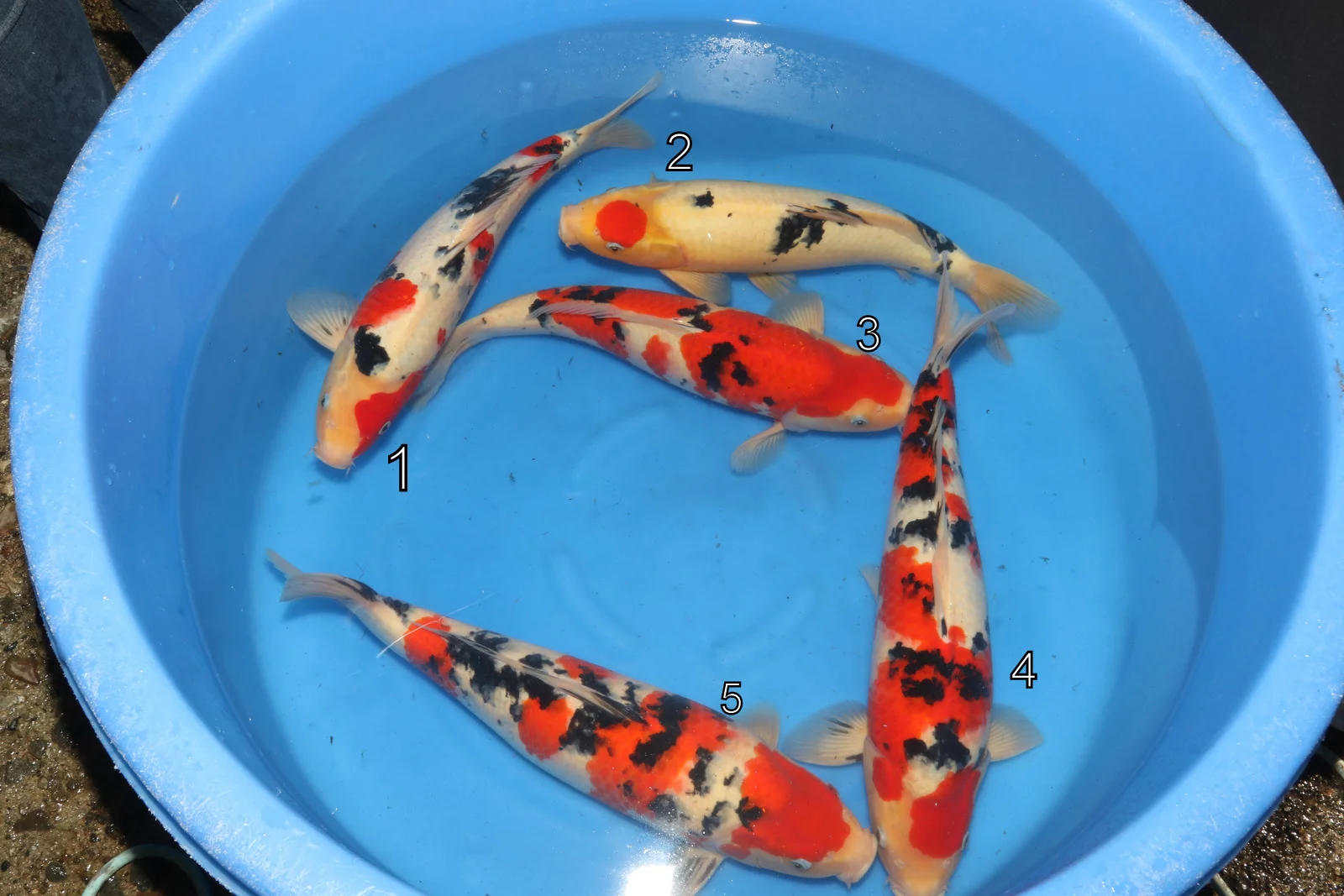 Carpe koi nisai sanke de Nagoshi