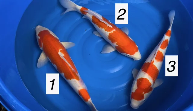 Carpe koi nisai kohaku Sakazume