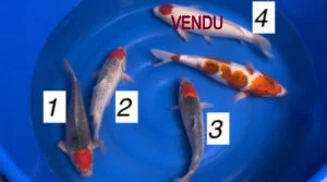 Carpe koi nisai tancho et goshiki et goromo