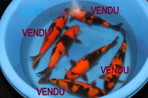 Carpe koi hi utsuri