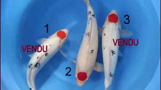Carpe koi tancho sanke