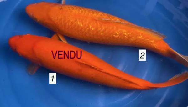Carpe koi red karashigoi