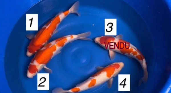 Carpe koi nisai kohaku Maruyama 6