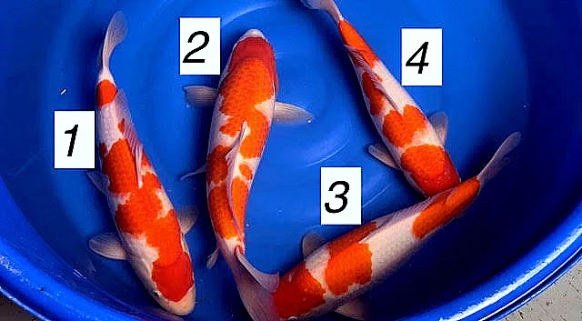 Carpe koi nisai kohaku Maruyama 5