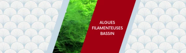 Lutter contre les algues filamenteuses bassin, pourquoi et comment ?