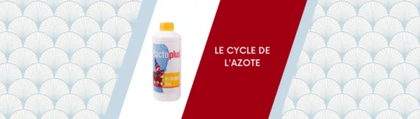 Le cycle de l’azote