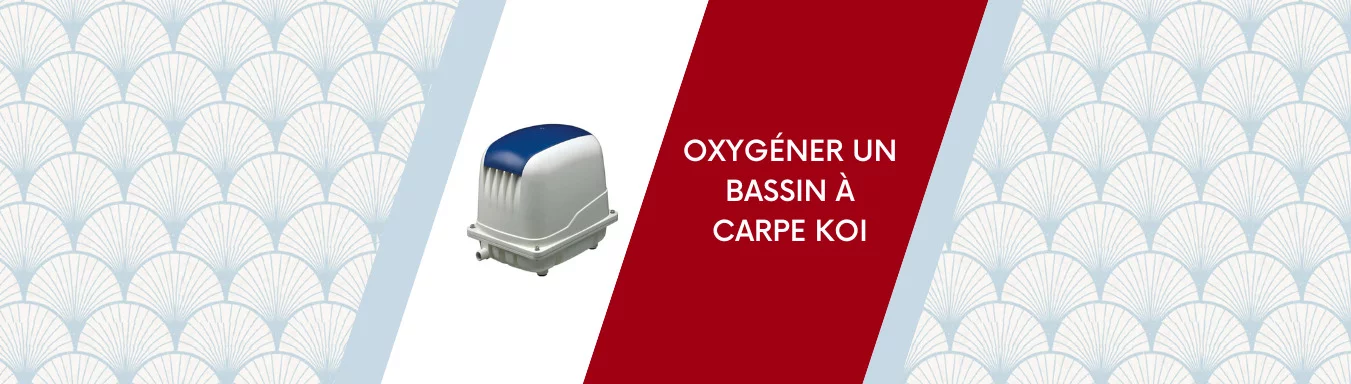 Oxygéner un bassin à carpe koi