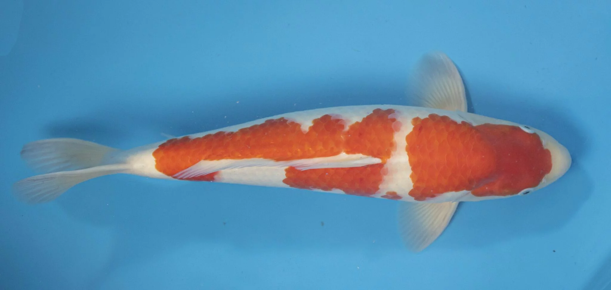 Carpe koi nisai kohaku Nagoshi
