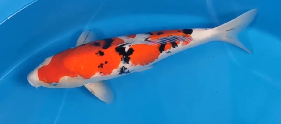 Carpe koi nisai sanke Nagoshi