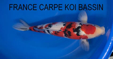 Carpe koi nisai sanke Nagoshi 8