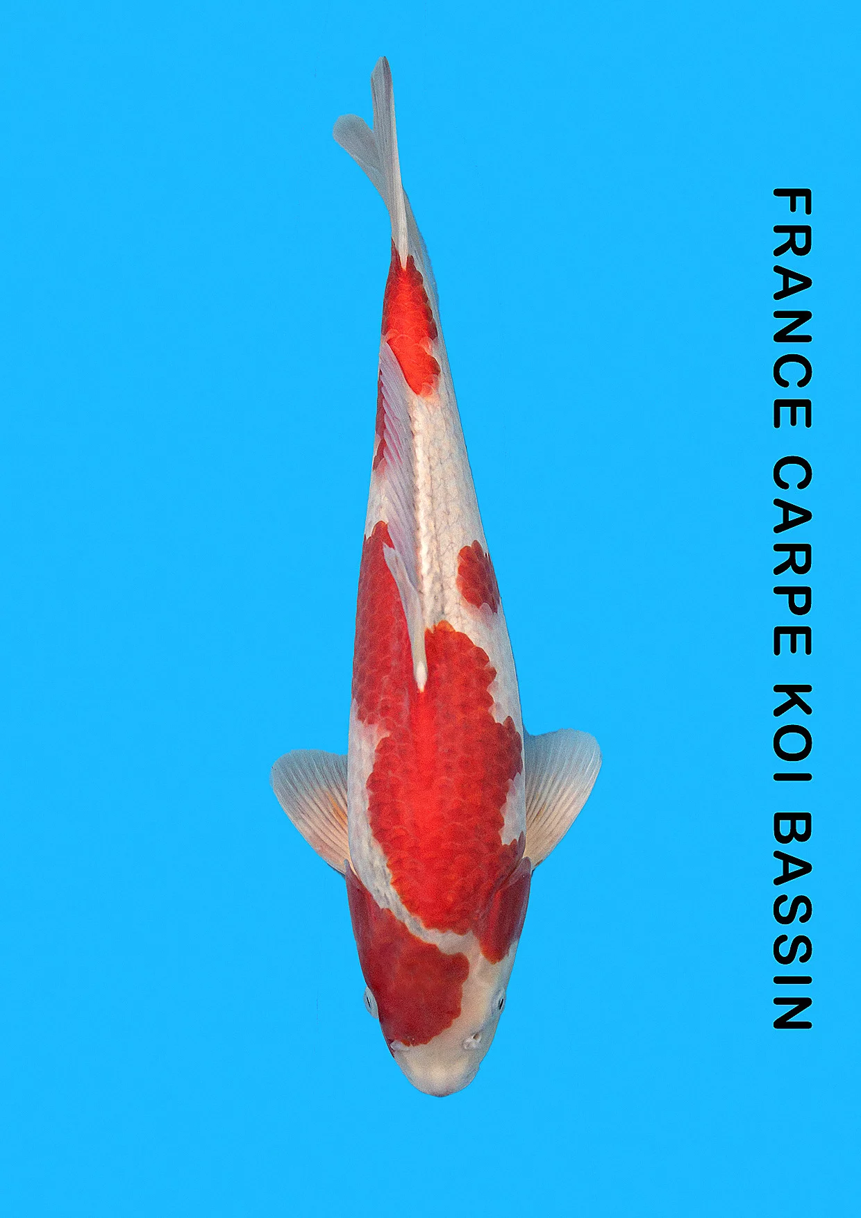 Carpe koi nisai goshiki