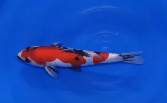 Carpe koi doitsu showa de Conias