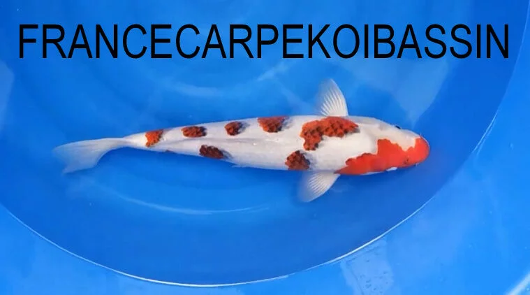 Carpe koi sansai goromo Sakazume