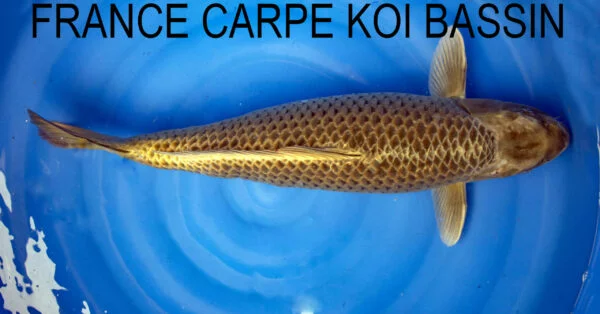 Carpe koi botan sansai Maruhiro