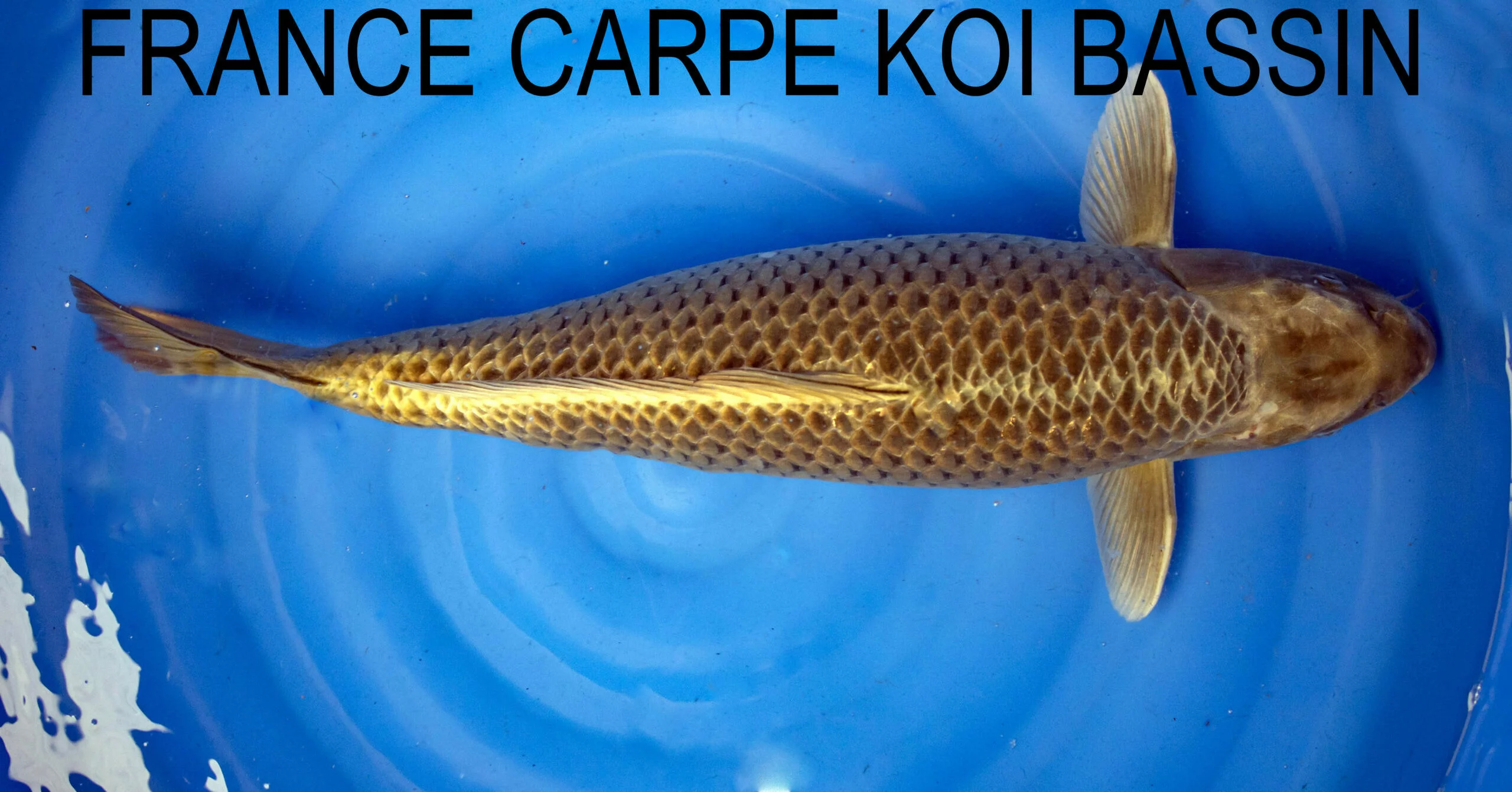 Carpe koi botan sansai Maruhiro