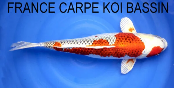 Carpe koi sansai kujaku d'Oofuchi