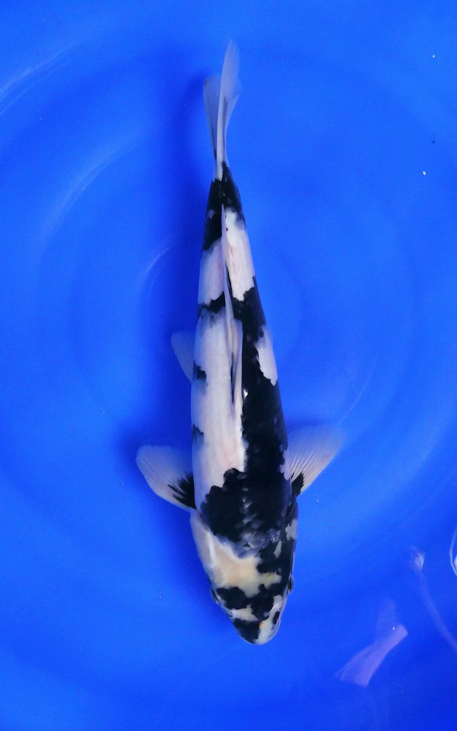 Carpe koi nisai shiro utsuri 3