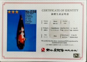 Dainichi 038 certificat