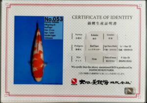 Dainichi 053 certificat