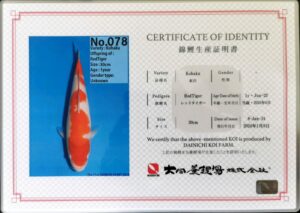 Dainichi 078 certificat