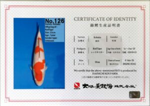 Dainichi 126 certificat