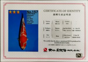 Dainichi 157 certificat