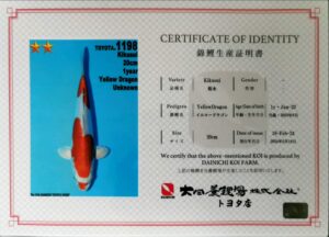 Dainichi 1198 certificat