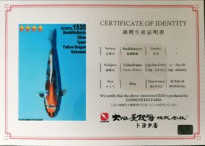 Dainichi 1202 certificat