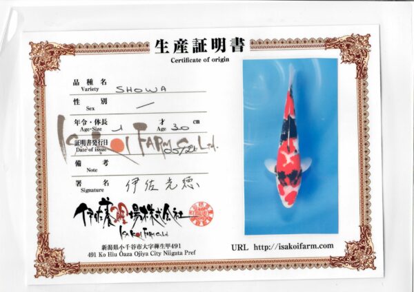 jumbo tosai Isa showa 2 Vendu