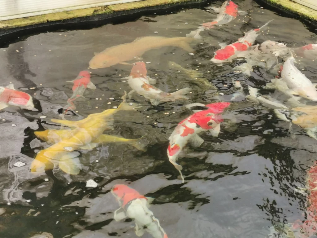 Des carpes koi dans un bassin, prise de vue sous l'eau
